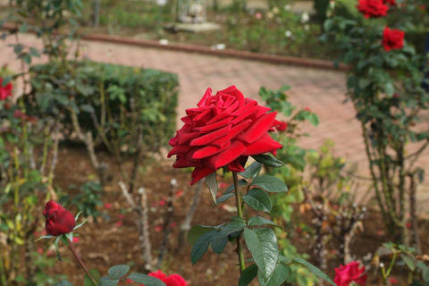 コンラッド　ヘンケルsDSCF0567