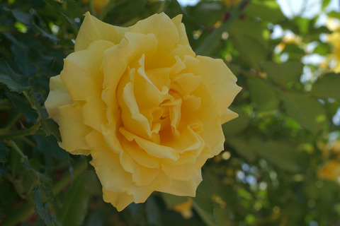 ゴールド　バニーsDSCF0940