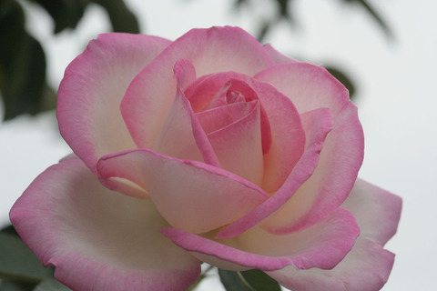 プリンセス　ドゥ　モナコsIMG_6848