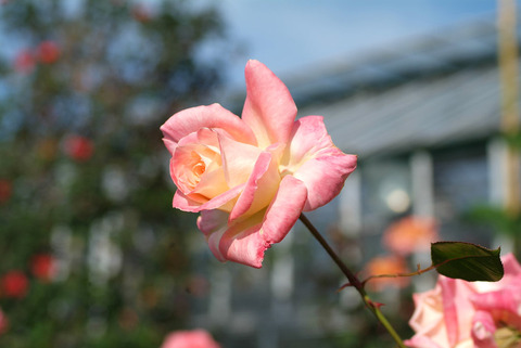 エレガント　レディsDSCF0069