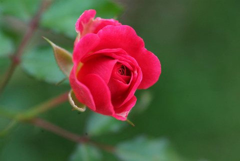 スウィート　ドリフトsDSCF0035