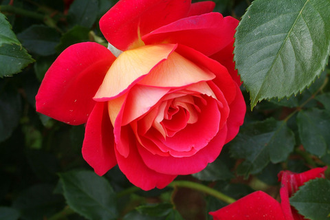 きぼう　希望　（きぼう）sDSCF2573