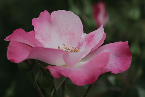 はながすみ　花霞　（はながすみ）sIMG_7414