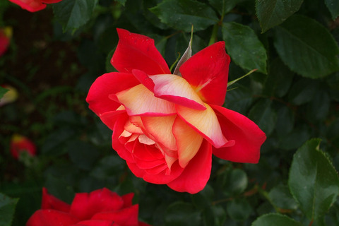 きぼう　希望　（きぼう）sDSCF2570