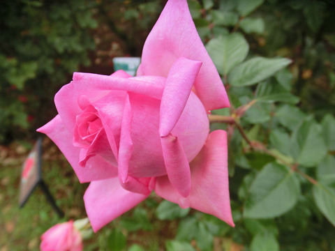 ウェディング　ベルズ5149