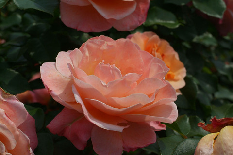 ウーメロsDSCF1712