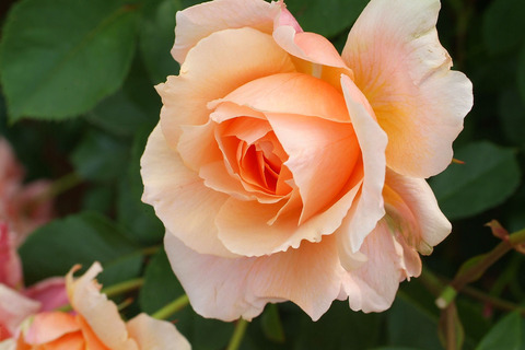 アプリコット　キャンディsDSCF2298