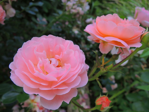 アプリコット　ドリフト1573