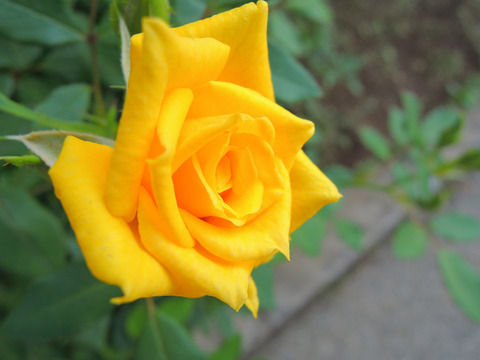 スウィート　ダイアナ4781