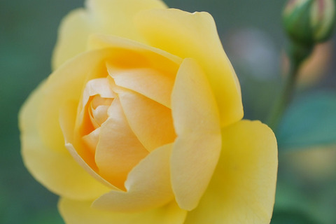 グラハム　トーマス (2)