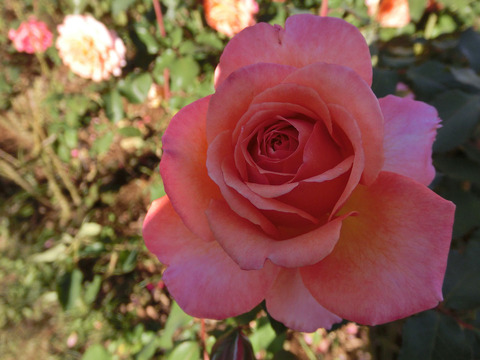 アルブレヒト　デューラー　ローズsCIMG8428