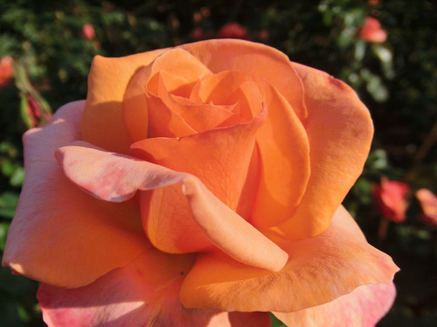 タンジェリーナ5018