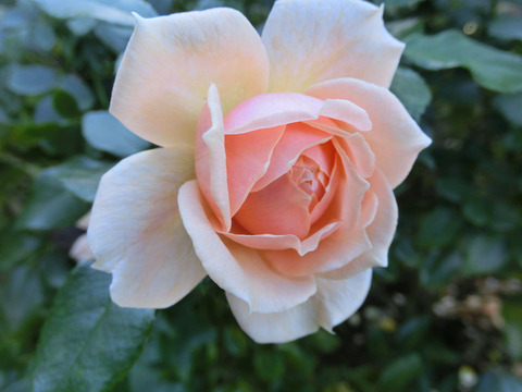 ガーデン　オブ　ローゼズsCIMG8177