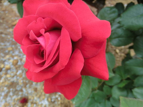 ガルテン　ツァーバァ　’８４sCIMG5537