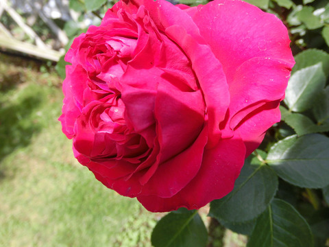 ルージュ　ピエール　ドゥ　ロンサールsCIMG4917