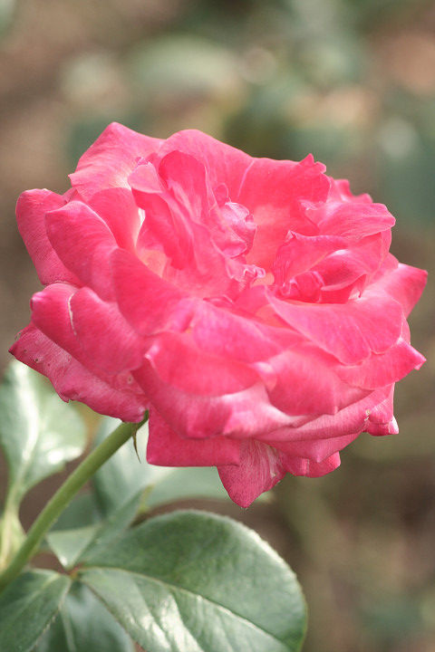 シェア　マジック0104