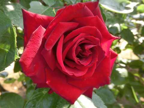 ねつじょう　熱情sCIMG3998