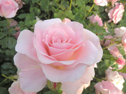 ピンク　フレンチレース4141