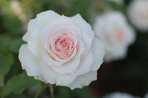 しんじゅがい　真珠貝 (4)