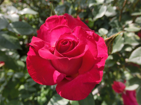 くれない　紅sCIMG3914