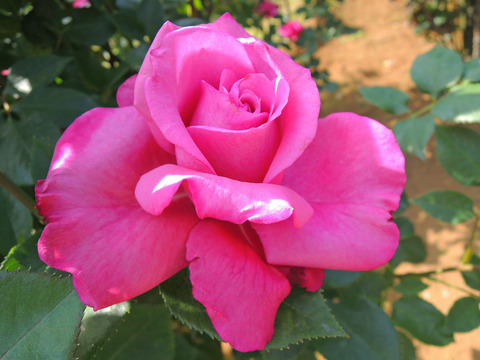 ブルー　パフュームsDSCN3954