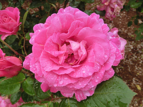 キャンディ　ストライプsCIMG6258