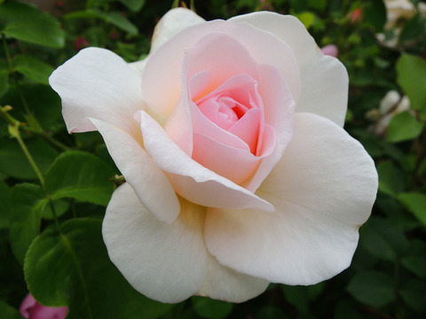 デーム　プルーデンス0849