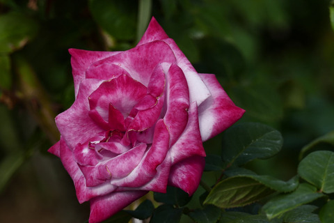 パラダイスs_1220593