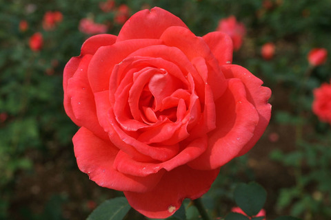 スーパー　スターsDSCF0177