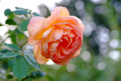 レディ　オブ　シャーロット5461