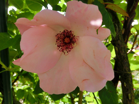 デンティ　ベスsCIMG5052