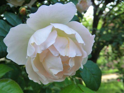 コンテ　ドゥ　シャンパーニュ0251