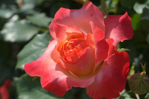 フリュイテsDSCF1204