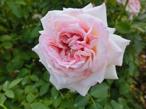 はるの　春乃　（はるの）sCIMG7286