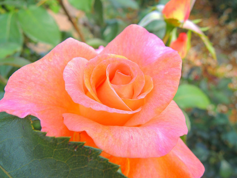 ケニギン　ベアトリックスsDSCN6493