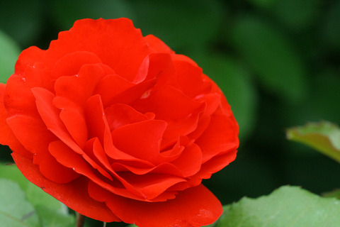 レメンブランス1624