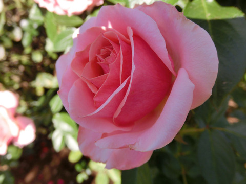 トーナメント　オブ　ローゼズsCIMG8309