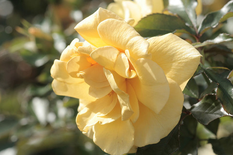 サン　フレーアsIMG_4817