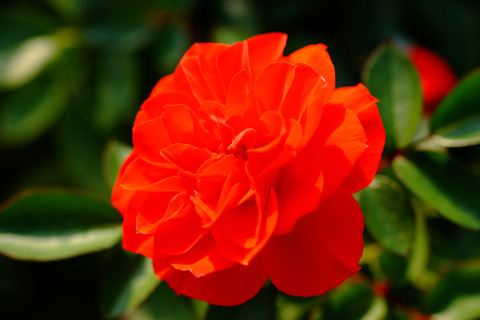 オレンジ　メイアンディナ5245