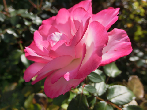 ニコールsCIMG8187