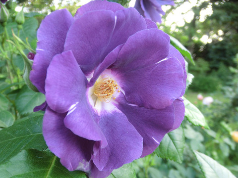 ラプソディー　イン　ブルー9080