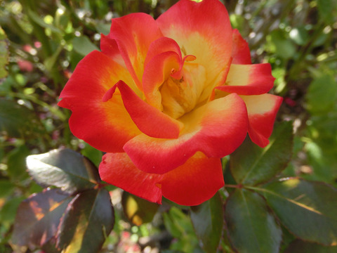 チャールストンsCIMG8160