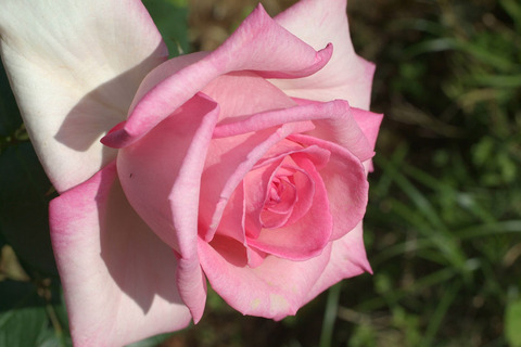 ウィミィsDSCF1262