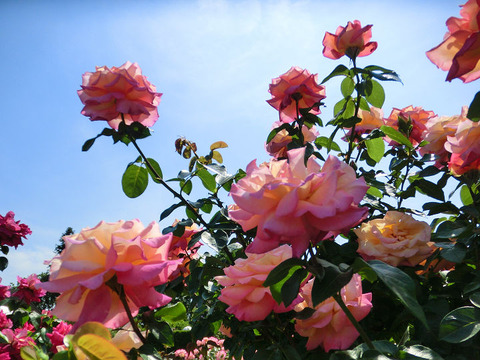 シカゴ　ピース1391