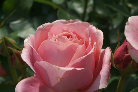 ロマンティック　アンティークsDSCF1231