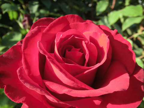 オープニング　ナイト8908