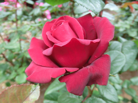 シュワルツ　マドンナsCIMG5666