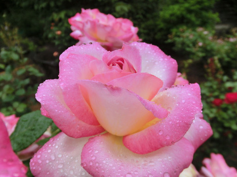 カリフォルニア　ドリーミングsCIMG6035