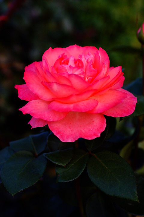 ピンク　パンサー5597