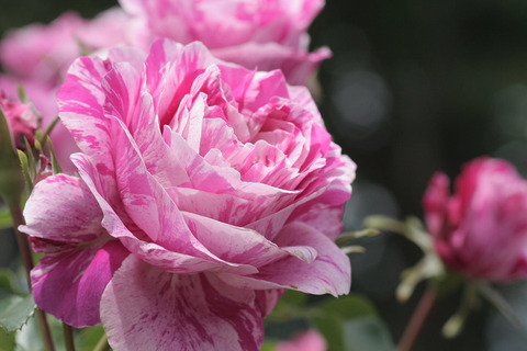 フランボワーズ　バニーユ5491